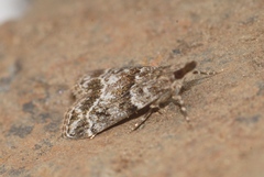 Eudonia mercurella