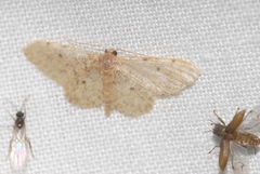 Idaea blaesii