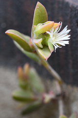 Delosperma
