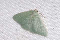 Phaiogramma etruscaria