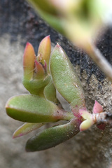 Delosperma