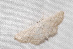 Idaea elongaria