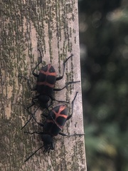 Lystronychus pulchellus