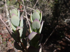 Kalanchoe rotundifolia