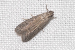 Ephestia woodiella