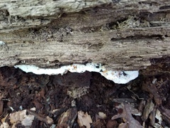 Sarcoporia longitubulata