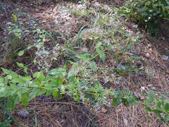 Ageratina jucunda