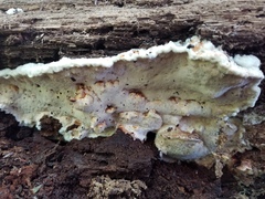 Sarcoporia longitubulata