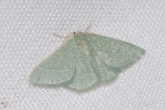 Phaiogramma etruscaria