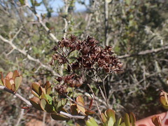 Kalanchoe rotundifolia