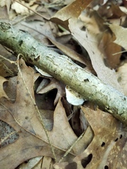 Skeletocutis semipileata