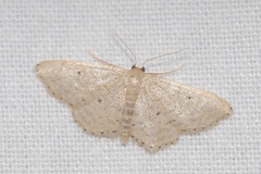 Idaea obsoletaria