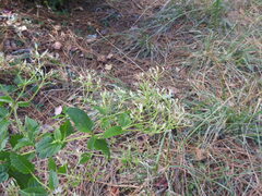 Ageratina jucunda
