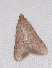 Bostra obsoletalis