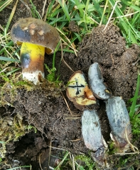 Cyanoboletus cyaneitinctus
