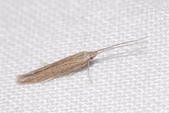 Coleophora texanella