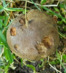 Cyanoboletus cyaneitinctus