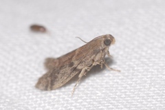 Ephestia woodiella
