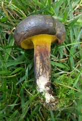 Cyanoboletus cyaneitinctus