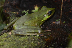 Odorrana hosii