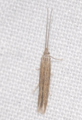 Coleophora texanella