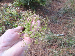 Ageratina jucunda