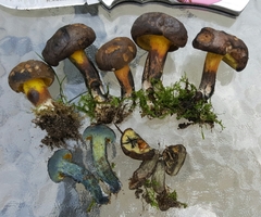 Cyanoboletus cyaneitinctus