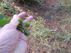 Ageratina jucunda