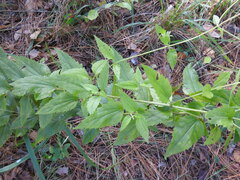 Ageratina jucunda