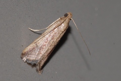 Metallostichodes nigrocyanella
