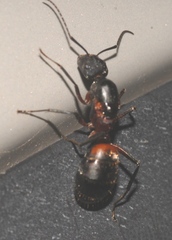 Camponotus cruentatus