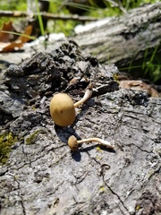 Simocybe serrulata