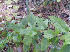 Ageratina jucunda