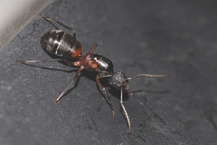 Camponotus cruentatus