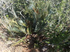 Encephalartos lehmannii