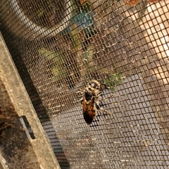 Dielis trifasciata