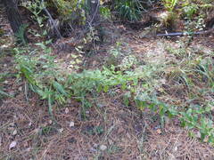 Ageratina jucunda