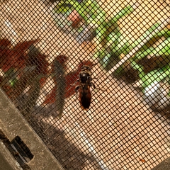 Dielis trifasciata