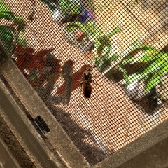 Dielis trifasciata