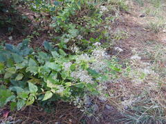 Ageratina jucunda