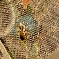 Dielis trifasciata