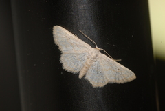 Idaea elongaria