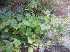 Ageratina jucunda