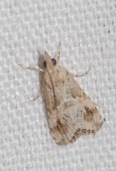 Euchromius cambridgei