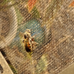 Dielis trifasciata