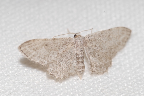 Idaea incisaria albarracina