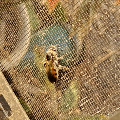 Dielis trifasciata