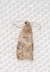Lobesia botrana