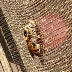 Dielis trifasciata