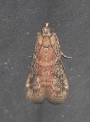 Ephestia woodiella